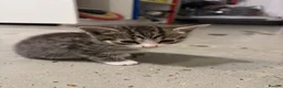 British Shorthair cats for sale: Kittens – Domestic Shorthair - Advert 35