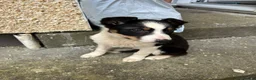 Border Collie dogs for sale: Border collie pup in Swansea - Advert 1
