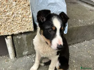 Border Collie dogs Border collie pup - Advert 1