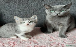 Mixed Breed cats for sale: Gorgeous Boys Russian Blue X Tabby Kittens 🐾🩵 - Image 6