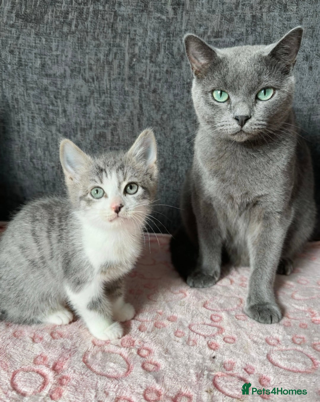 Mixed Breed cats for sale: Gorgeous Boys Russian Blue X Tabby Kittens 🐾🩵 - Image 6