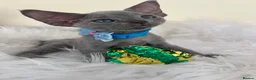 Devon Rex cats for sale: Affectionate Devon Rex kittens - Advert 10