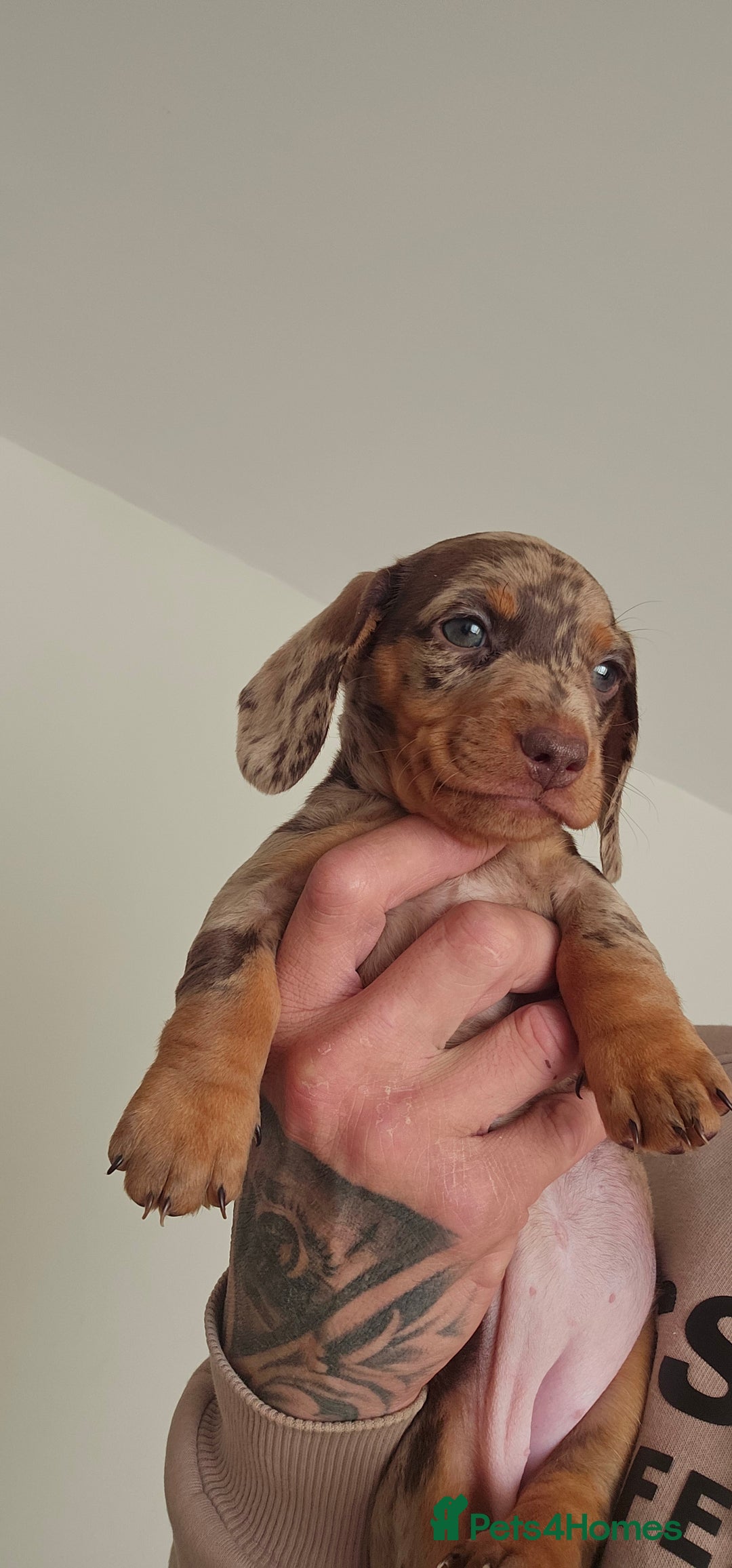 Miniature Dachshund dogs for sale: Miniature daschaund puppies  - Image 6