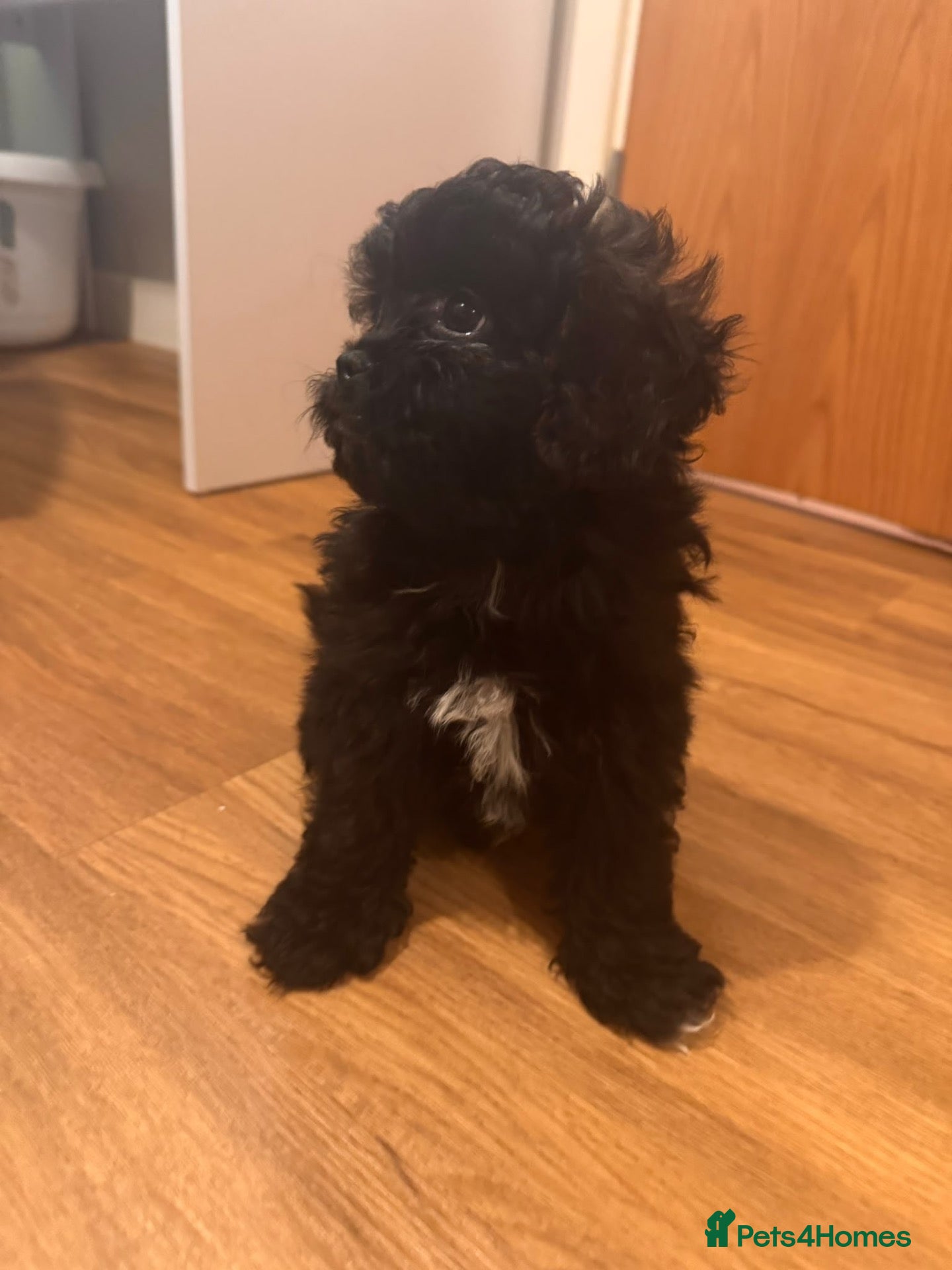 Shihpoo dogs for sale: Shihpoo puppies - Advert 2