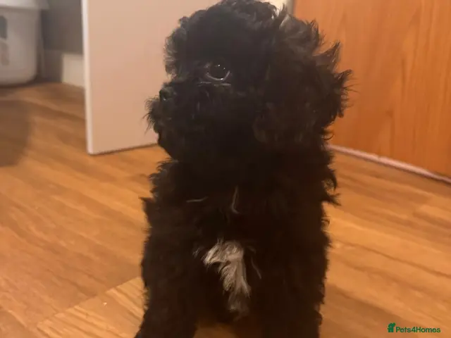 Shihpoo dogs for sale: Shihpoo puppies - Advert 2