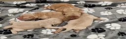 Mixed Breed dogs for sale: Dakota Sport Retrievers - Advert 17