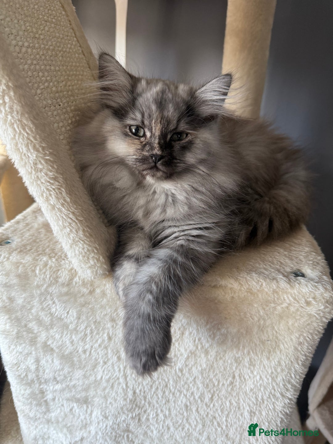 Ragdoll cats for sale: Mixed Ragdoll and Persian kittens - Advert 3