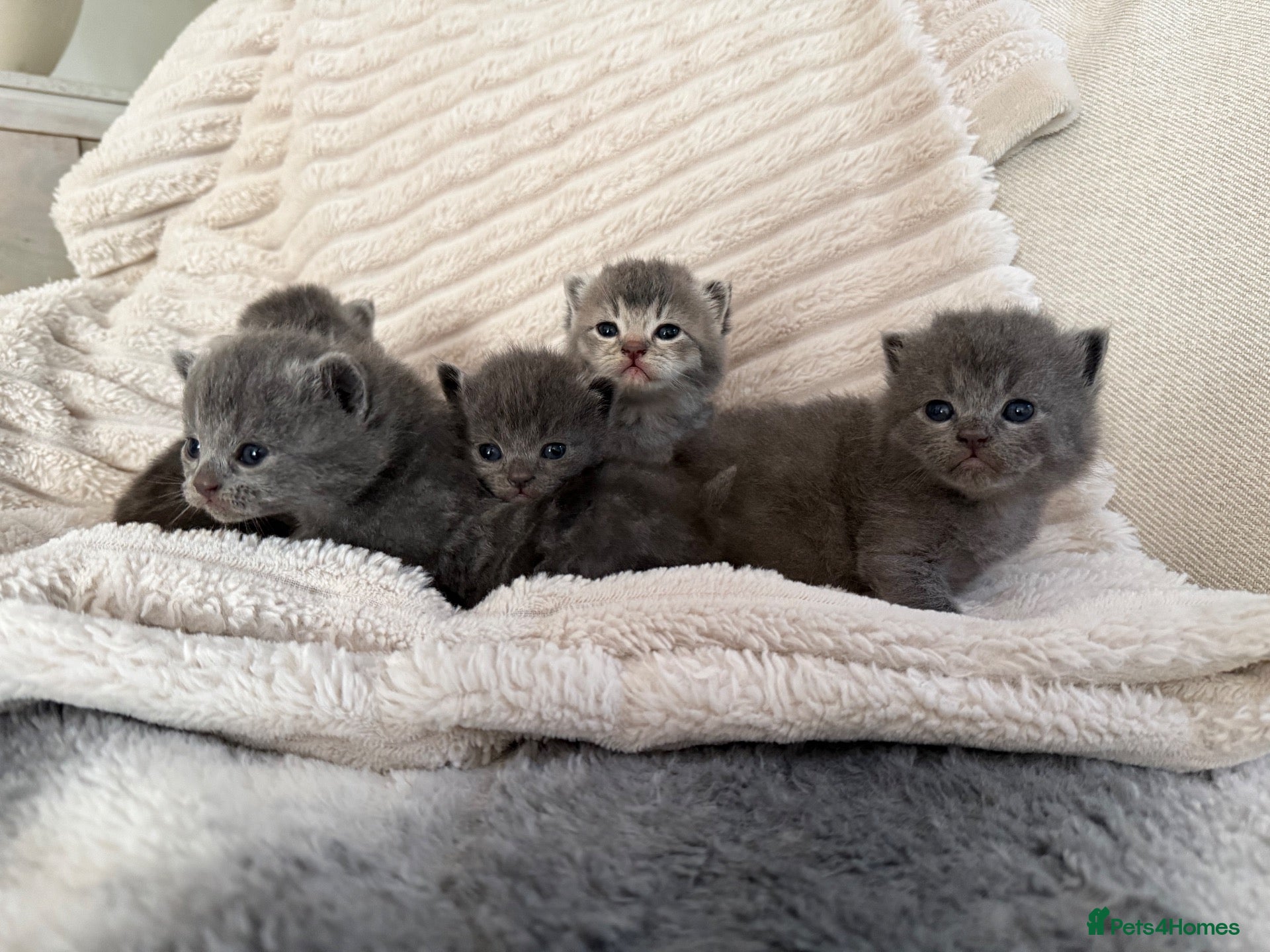 Scottish Fold cats 8 Beautiful blue Scottish folds  - Advert 1