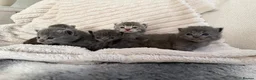 Scottish Fold cats for sale: 8 Beautiful blue Scottish folds  - Advert 1