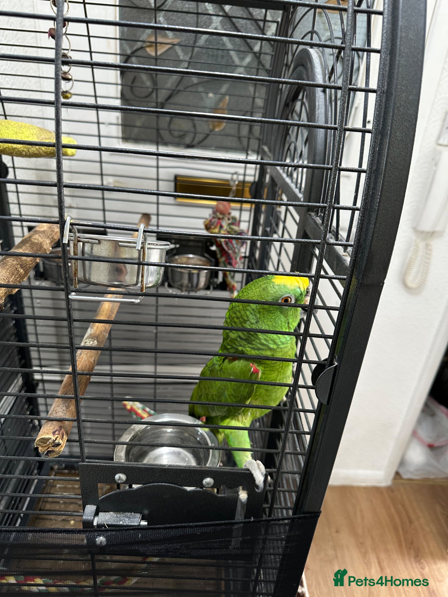 Parrots birds for sale: Yallow-crowned Amazon for sell - Advert 2