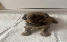 Shih Tzu dogs for sale: Shih Tzu puppy’s  - Image 4