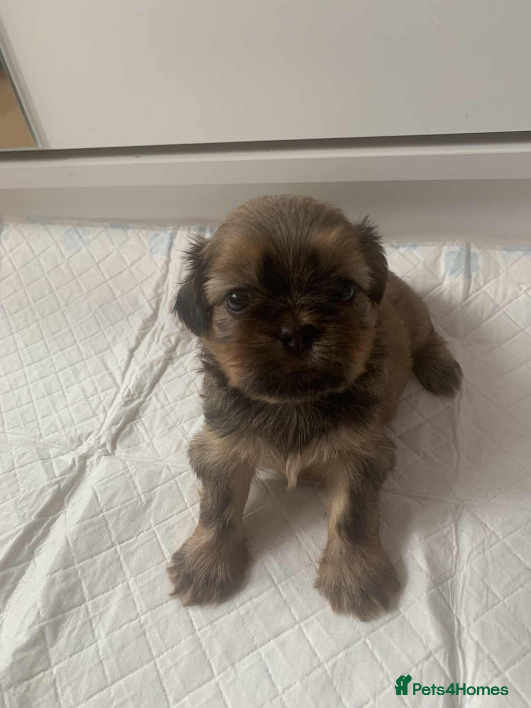 Shih Tzu dogs for sale: Shih Tzu puppy’s  - Image 4