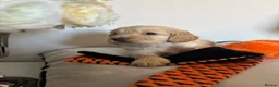 Cockapoo dogs for sale: 🐾💕7 GORGEOUS COCKAPOOS GIRLS 💕🐾 in Littlehampton - Advert 34