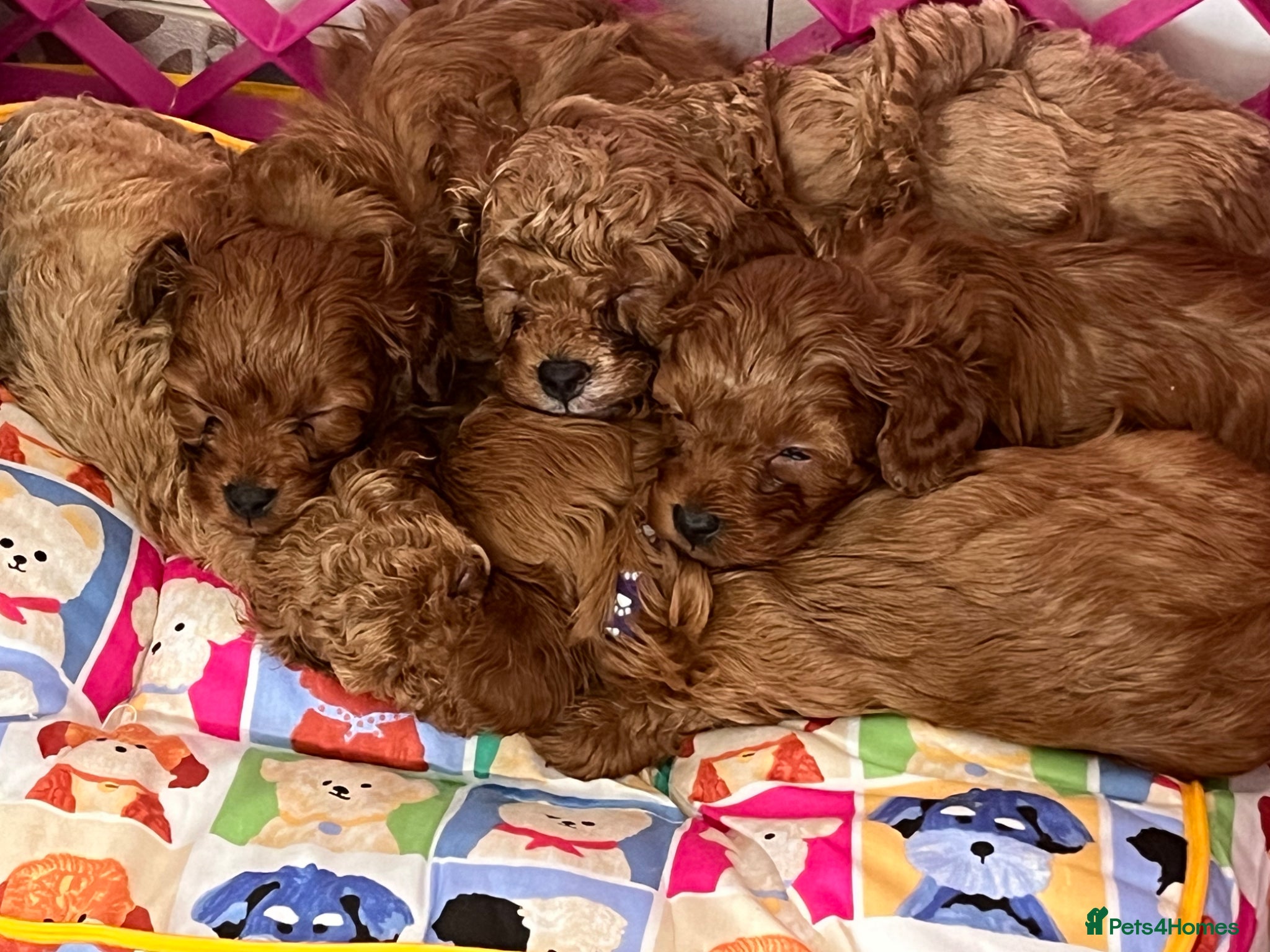 Cavapoo dogs for sale: small type toy F1B cavapoo puppies available  - Advert 1