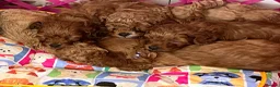 Cavapoo dogs for sale: small type toy F1B cavapoo puppies available  - Advert 1
