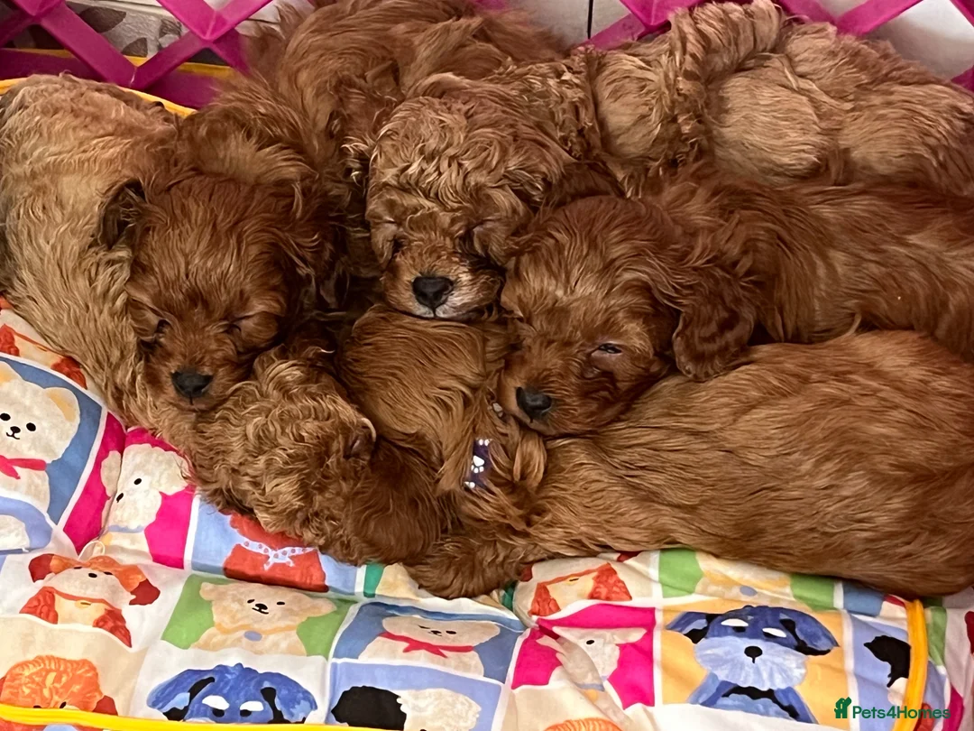 Cavapoo dogs for sale: small type toy F1B cavapoo puppies available  - Advert 1