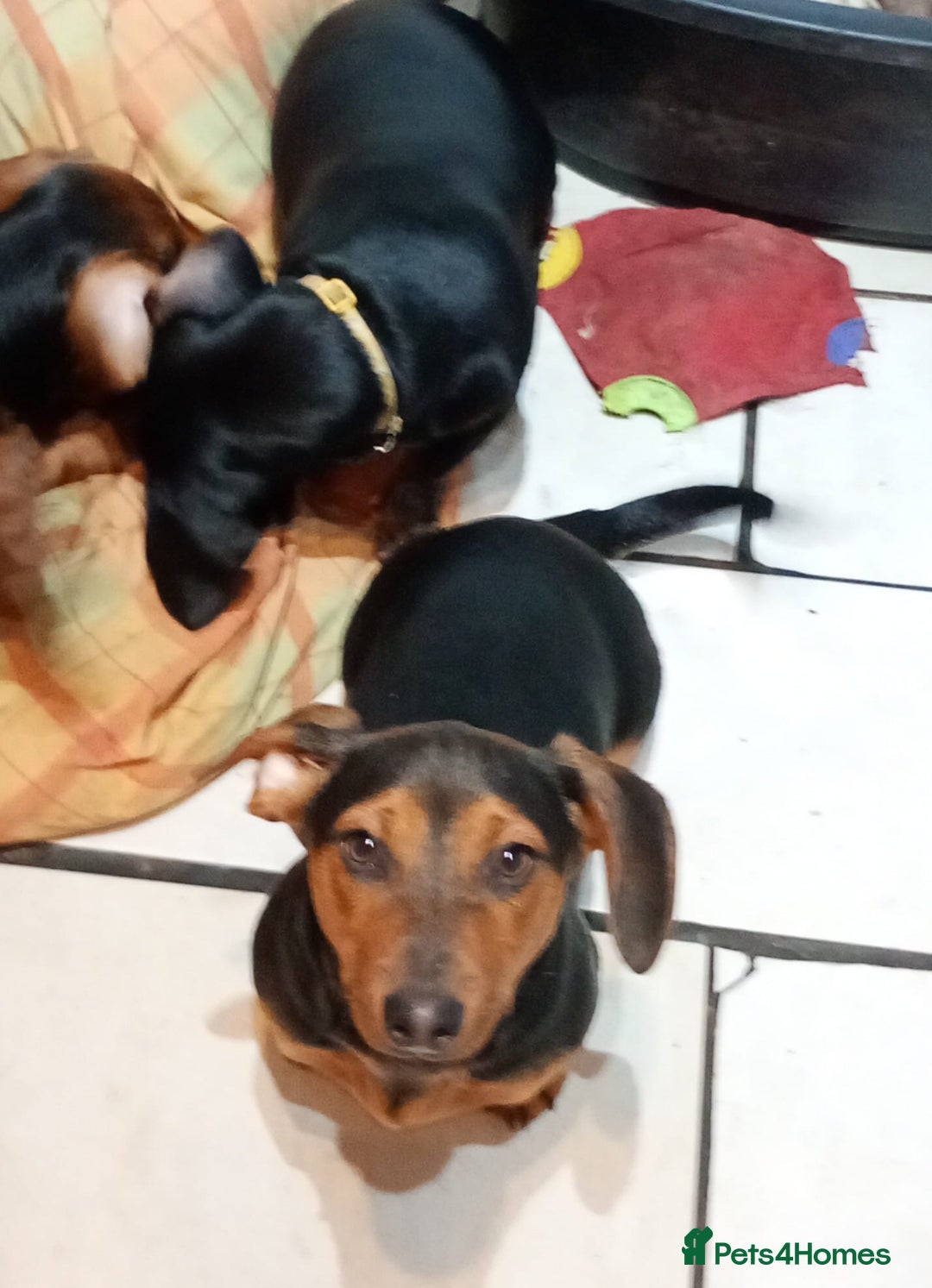 Dachshund dogs for sale: 4 lovely dachshund for sale  - Image 8