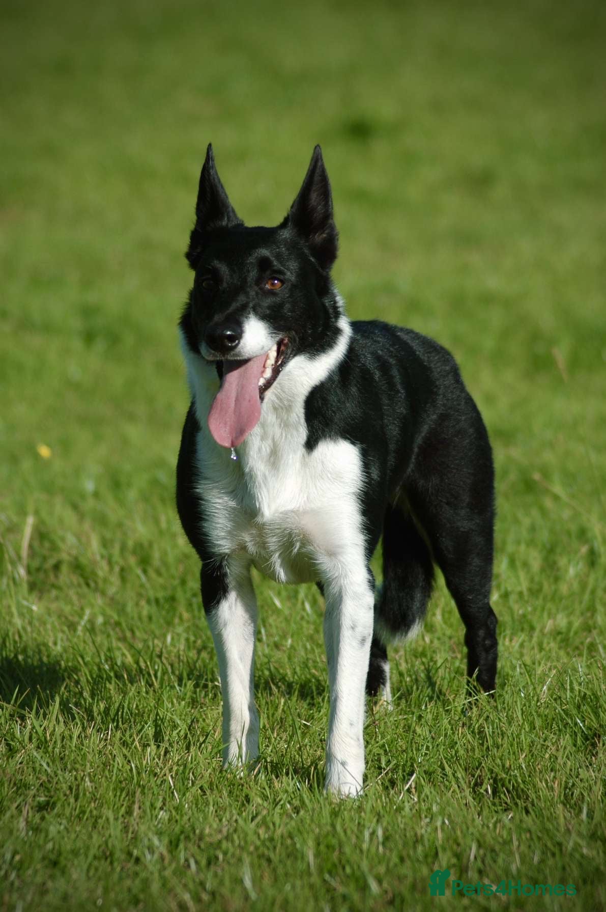 Border Collie dogs Dottie - Advert 1