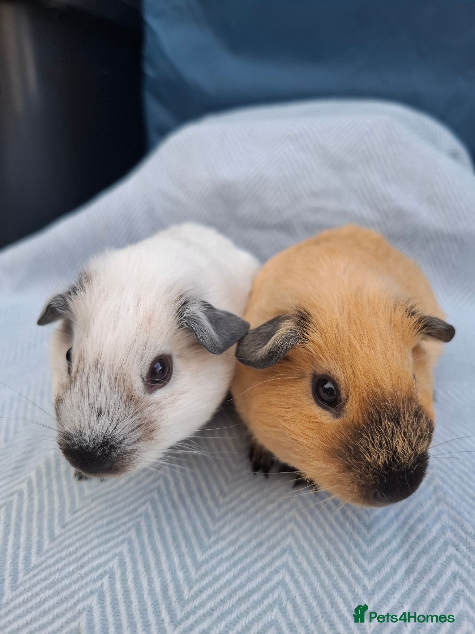 Guinea Pig rodents A pair of Beautiful Cali Guinea Pig Brothers - Advert 2