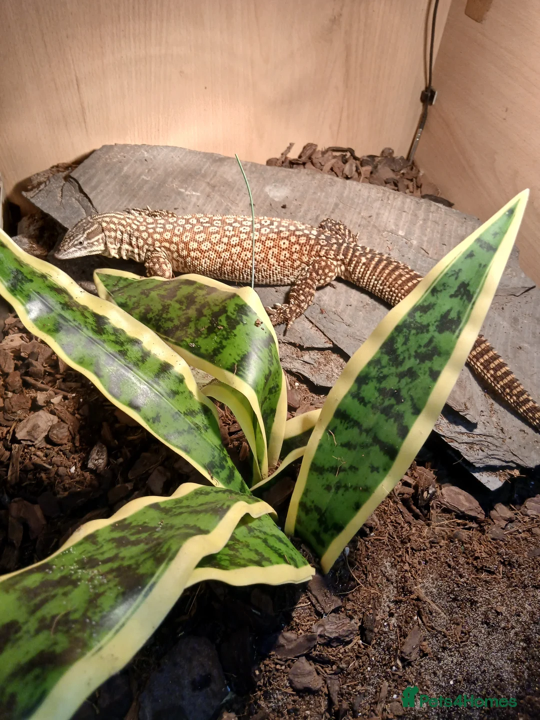 Lizard reptiles for sale: Multiple lizards !!PLEASE READ DESCRIPTION!!!  - Advert 1
