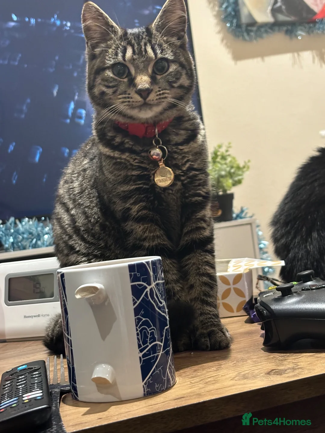 Mixed Breed cats for sale: Male and Female Adult - Advert 2
