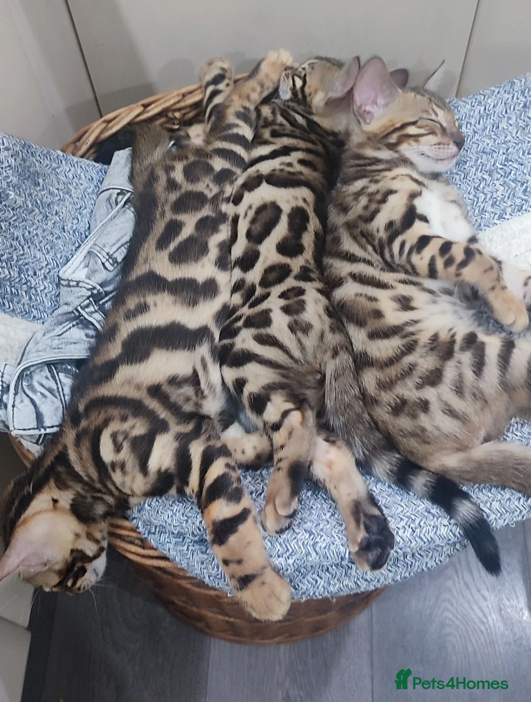 Bengal cats for sale: Stunning Bengal kittens for sale - Advert 6