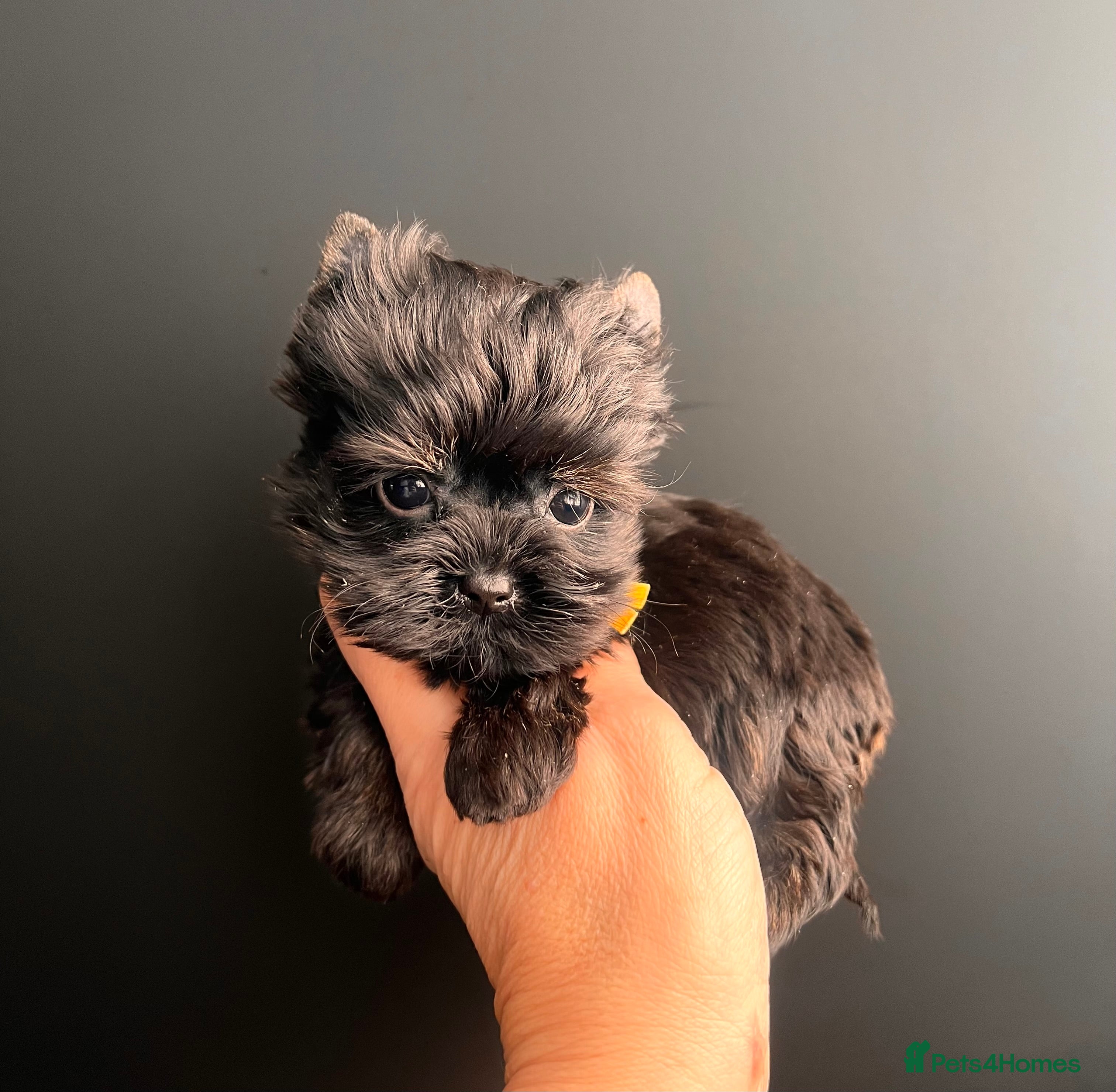 Yorkshire Terrier dogs 🎀 Tiny Little Mini Yorkshire Terrier Girls 🎀 - Advert 3