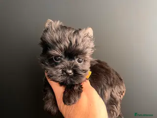 Yorkshire Terrier dogs 🎀 Tiny Little Mini Yorkshire Terrier Girls 🎀 - Advert 3