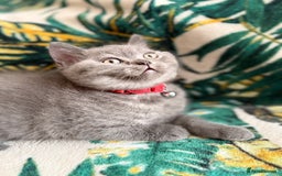 British Shorthair cats for sale: Healthy British shorthair kittens - Image 7
