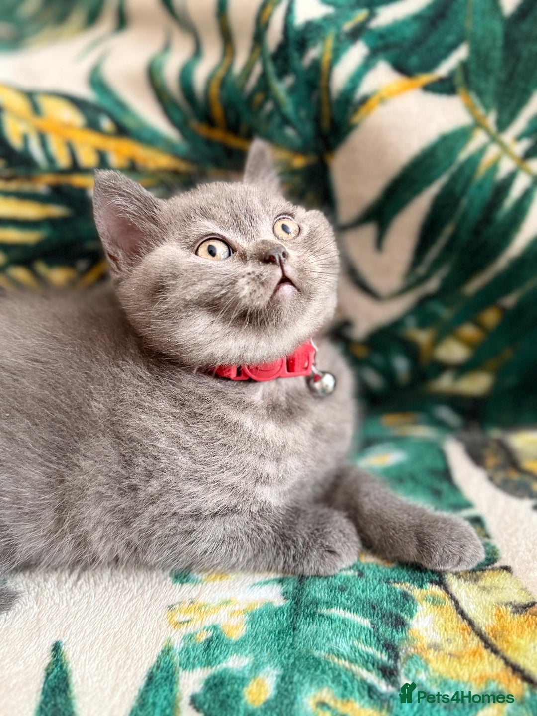 British Shorthair cats for sale: Healthy British shorthair kittens - Image 7