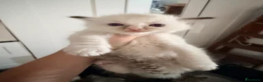 Ragdoll 4