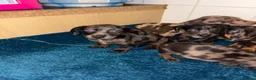 Dachshund dogs for sale: Miniature dachshund - Advert 6