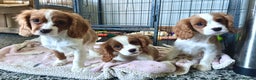 Cavalier King Charles Spaniel dogs for sale: Gorgeous Cavalier King Charles Spaniel puppies - Advert 2
