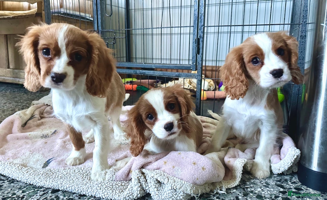 Cavalier King Charles Spaniel dogs for sale: Gorgeous Cavalier King Charles Spaniel puppies - Advert 2