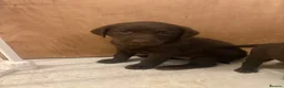 Labrador Retriever dogs for sale: ⭐️Gorgeous Kc Chocolate Labrador Puppies⭐️ - Advert 8