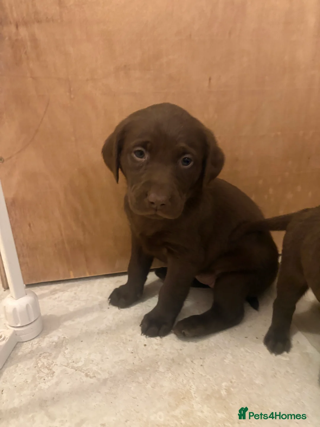 Labrador Retriever dogs for sale: ⭐️Gorgeous Kc Chocolate Labrador Puppies⭐️ - Advert 8
