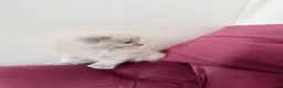 Scottish Fold cats for sale: Beautiful kittens🌹🤭 - Advert 4