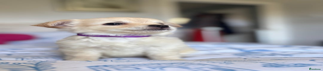 Chihuahua Puppy 