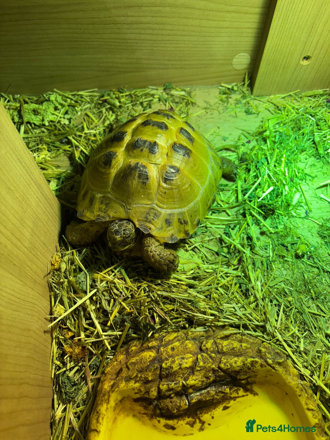 Tortoise reptiles for sale: Tortoise for sale  - Advert 1