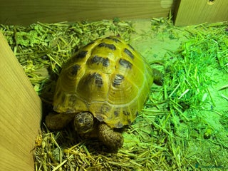 Tortoise reptiles Tortoise for sale - Advert 1