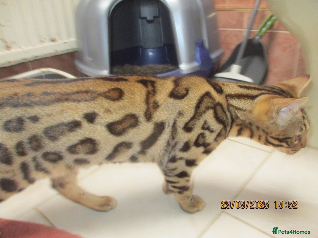 Bengal cats for sale: pedigree male bengals - Image 15