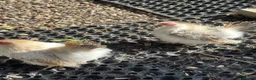 Chickens poultry for sale: 5 bantam hens & 1 cockerel bantam - Advert 24
