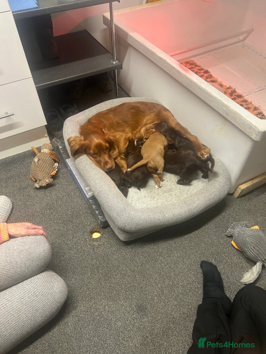 Cocker Spaniel dogs for sale: Working cocker spaniels - Advert 2