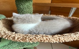 British Shorthair cats for sale: LAST 4 TICA CHAMPION BLOOD LINES BSH KITTENS - Image 13