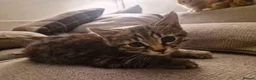 Mixed Breed cats for sale: 4 Male mixed kittens £60 Each  - Advert 6