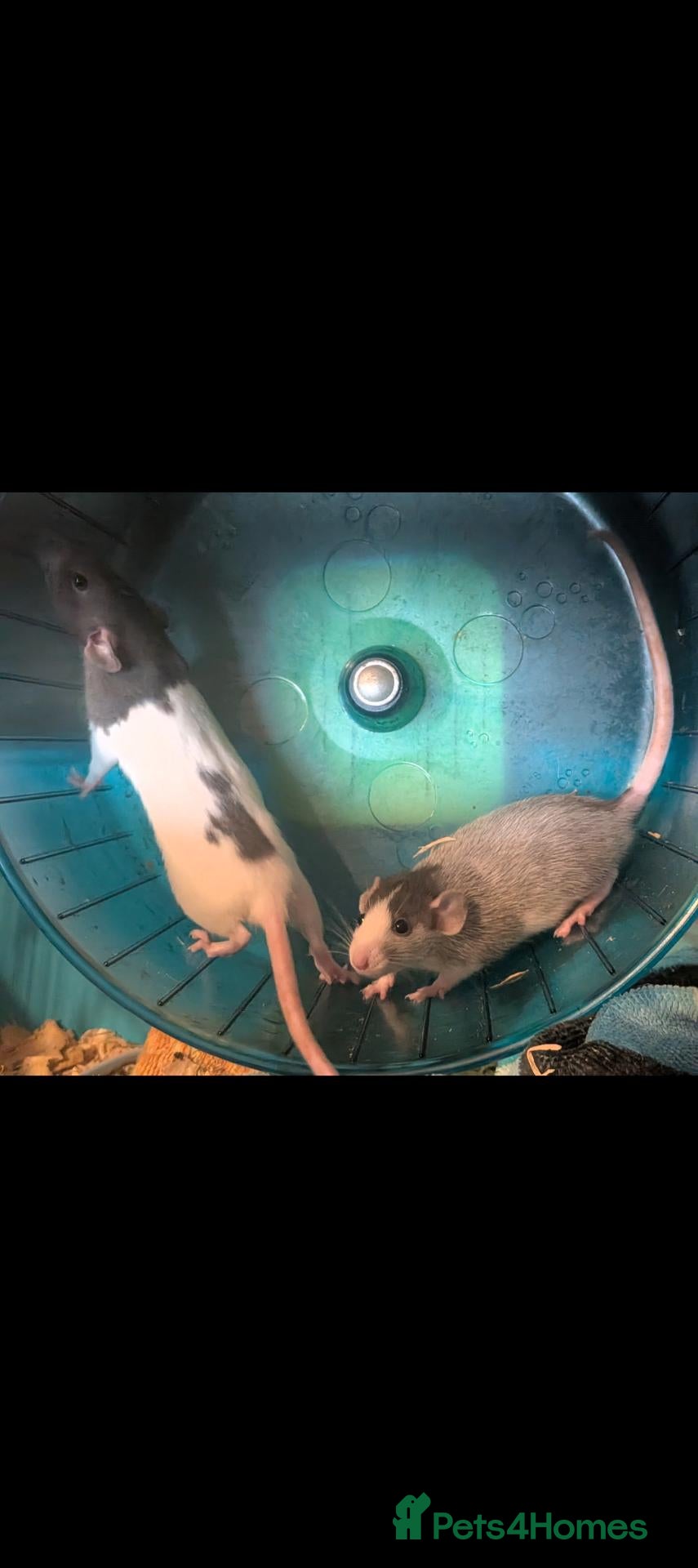 Rat rodents Beautiful juvenile rats - girls - Advert 1