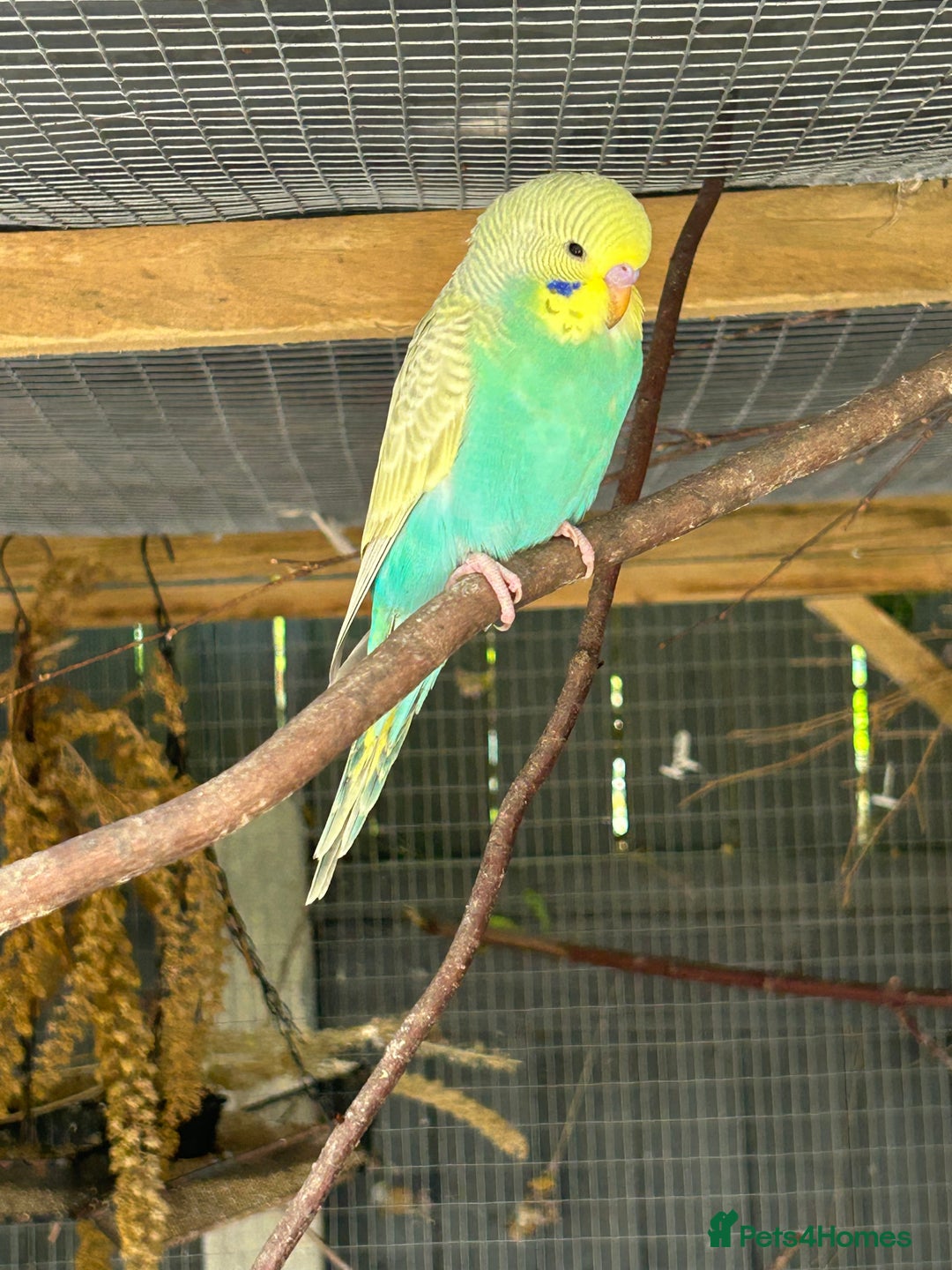 Budgerigars birds for sale: BEAUTIFUL BABY BUDGIES FOR SALE - Image 4
