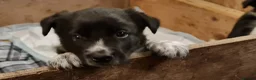 Border Collie dogs for sale: ISDS Registered Border Collie pup - Advert 6