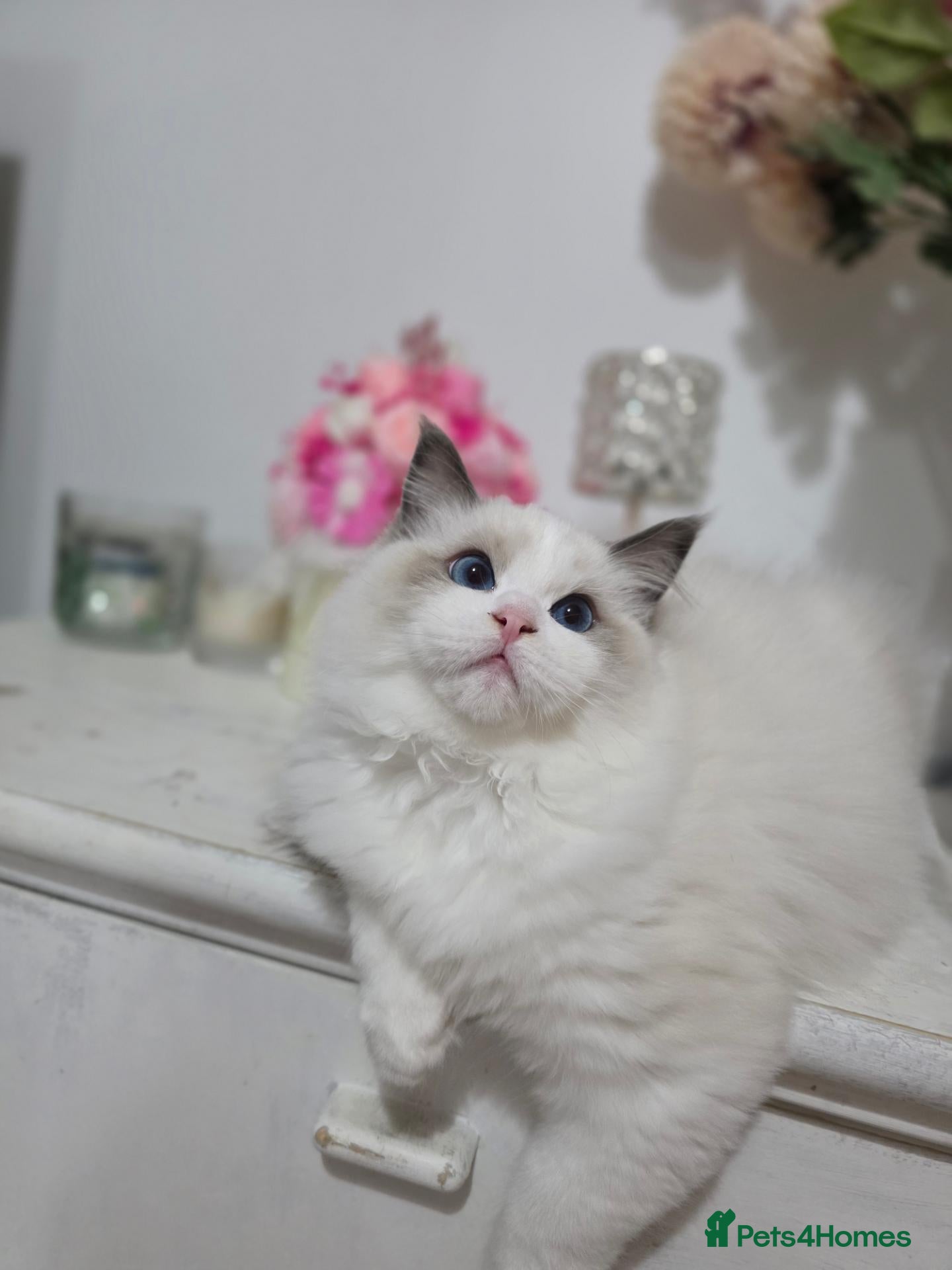 Ragdoll cats Please read✨️Champion European lines. Tica - Advert 1
