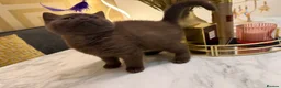 British Shorthair cats for sale: *REDUCED* British Shorthair Kittens in chocolate  - Advert 13